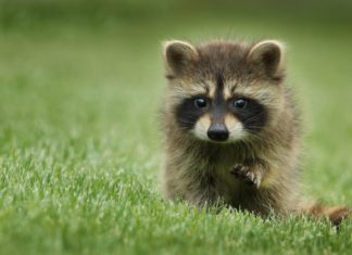 Windows XP todavía resiste: probando el navegador Mypal en pleno 2025